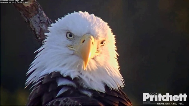 2016, 11, 08 6h54m Florida Eagle Cam close up eagle