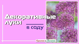 Декоративные луки. Как они украшают сад