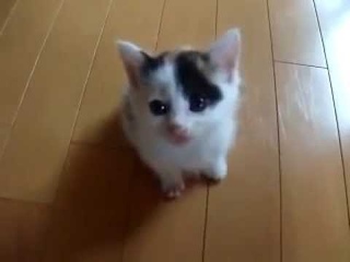 Котенок-скалолаз!!!)