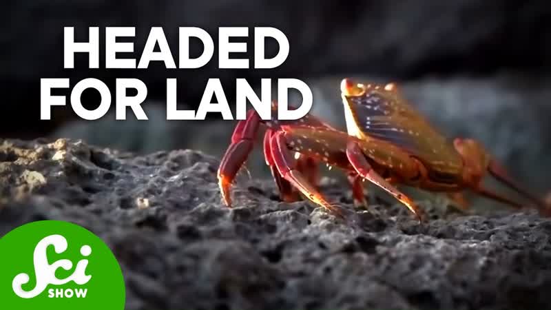 Why Crabs Keep Leaving the Sea for the