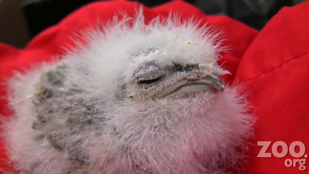 Cute Baby Frogmouth Chick at Woodland Park