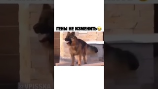Прикол над немецкой Авчаркой