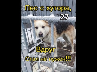Дeтишки с мамой и взрослыe собаки поступили на усыплeниe, им нужeн дом! #собакавбеде #собакавдом