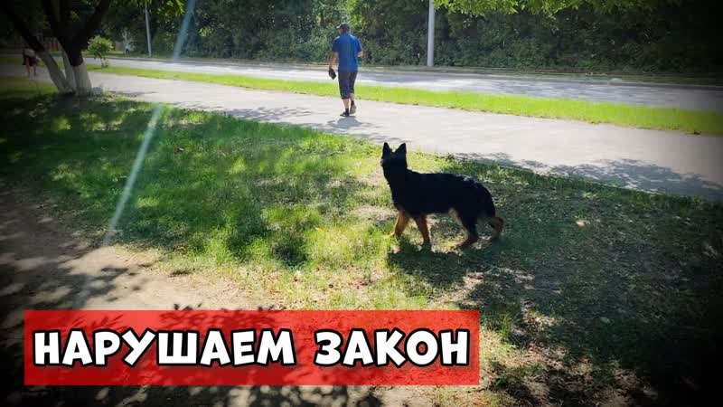 НЕМЕЦКАЯ ОВЧАРКА БЕЗ ПОВОДКА И