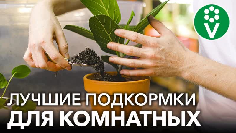 ВНЕСИТЕ ПОД ЛЮБОЙ КОМНАТНЫЙ ЦВЕТОК, и он оживет, позеленеет