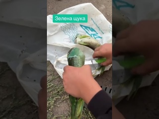 Щуку з зеленим м'ясом виловив рибалка у Дніпрі.