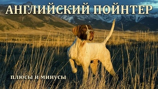 АНГЛИЙСКИЙ ПОЙНТЕР. Плюсы и минусы породы ENGLISH POINTER