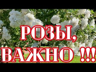 РОЗЫ. ВАЖНО!!! ПОДГОТОВЬТЕ РОЗЫ НА ВТОРУЮ ВОЛНУ ВМЕСТЕ СО МНОЙ! ОБРЕЗАТЬ, ПОДКОРМИТЬ, ОБРАБОТАТЬ!