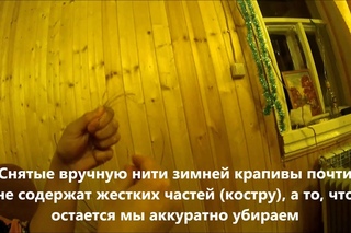 Сбор и обработка зимней крапивы