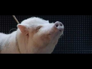 Как Касперский звук свиньи придумывал