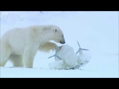 Polar Bear Rescues Our Blizzard Spy Camera, Polar Bear Spy On The Ice, BBC