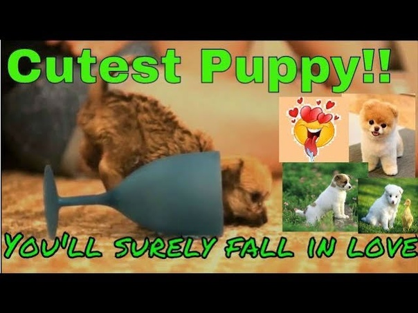Amazing Dog Video Compilation Extremely Cute and Adorable