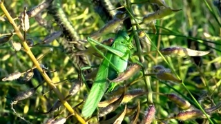 Stridulating Green Bush-Crickets (Tettigonia viridissima) - 2013-08-04