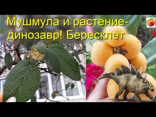 Мушмула Динозавр или растение Бересклет крылатый
