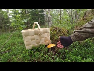 ПЕРВЫЕ ГРИБЫ В КАРЕЛИИ. ЧТО Я ОТЫСКАЛ В ЗАСОХШЕМ ЛЕСУ? ТИХАЯ ОХОТА. ВЫХОД ЗА ГРИБАМИ В ЛЕС.