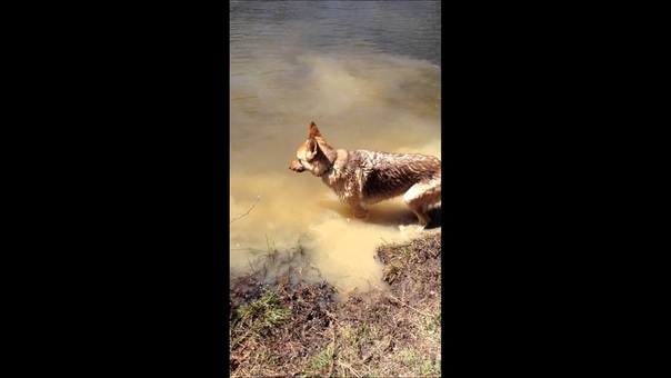 German Shepherd throws a fit when she has to quit