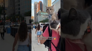 Our cats visit the worlds largest Starbucks for pup cups  #cats #cutecats #britishshorthair