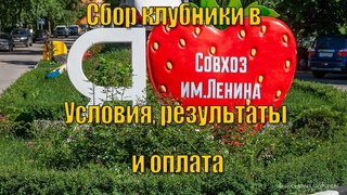 Сбор клубники в Совхозе им.Ленина. Условия, результаты оплата Picking strawberries Lenin State Farm.