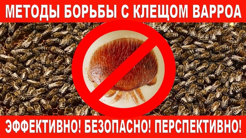 чем кормят людей