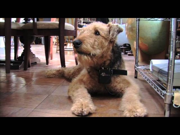 Airedale WILLIE
