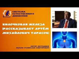 Артём Михайлович Тарасов. Вилочковая железа.