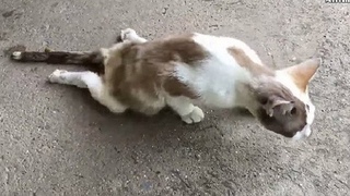 Кошка с парализованными лапами из последних сил подползала к людям, надеясь на спасение
