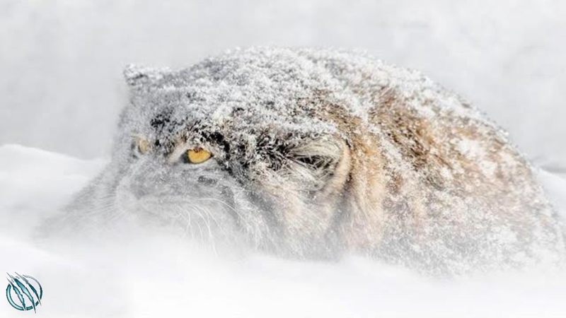 PALLASS CAT aka MANUL Worlds Rarest Most Temperamental Grumpy