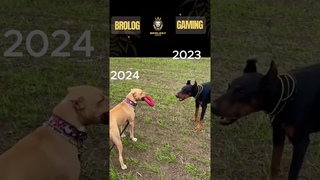 HAPPY NEW YEAR II Pitbull, Doberman and Huskey II #pitbull #pitbull #lovers II