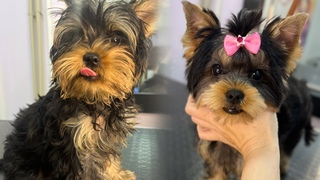 Груминг щенка йорка) #groomingyork #dog #doglover #йорк