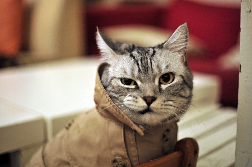 Александр Чудновец | 