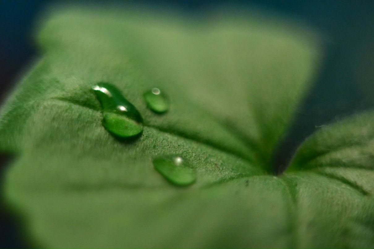 Алексей Доненко | Кривой Рог