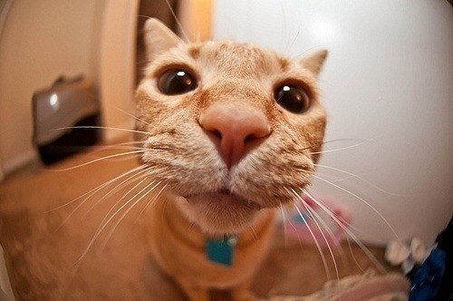 Стас Новгородский | Великий Новгород