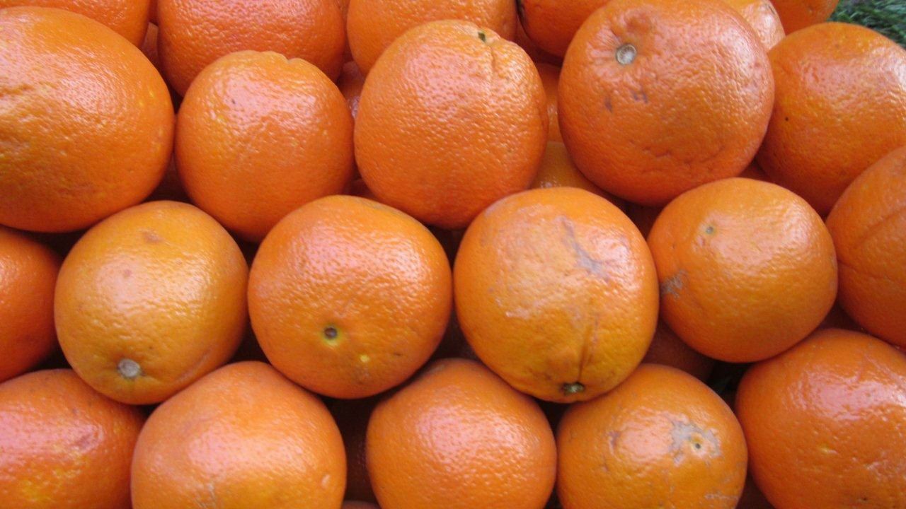 Юлия Гамаль | Taba