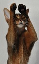Фотография Александра Abyssinskaya