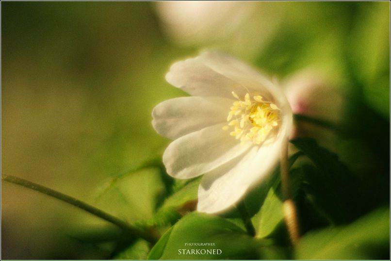 Константин Стародубцев | Верещагино