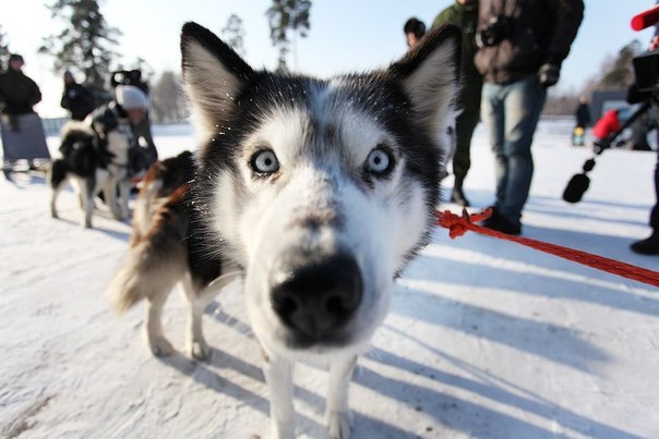 Василий Рогаткин | Санкт-Петербург