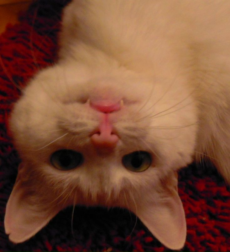 Элина Тарусова | Санкт-Петербург