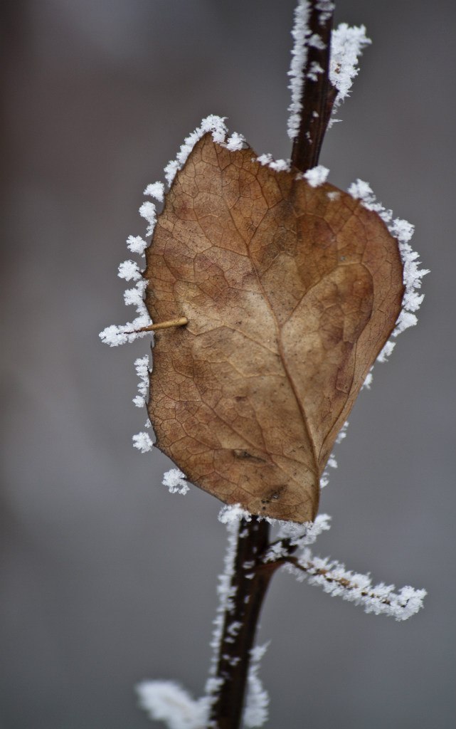 Тим Войтенко | Барнаул