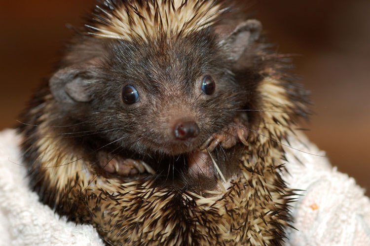 Роман Коханевич nevich | Ярунь