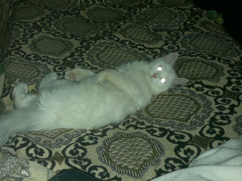 Алексей Захаров Alexi 104 мак | Лыткарино