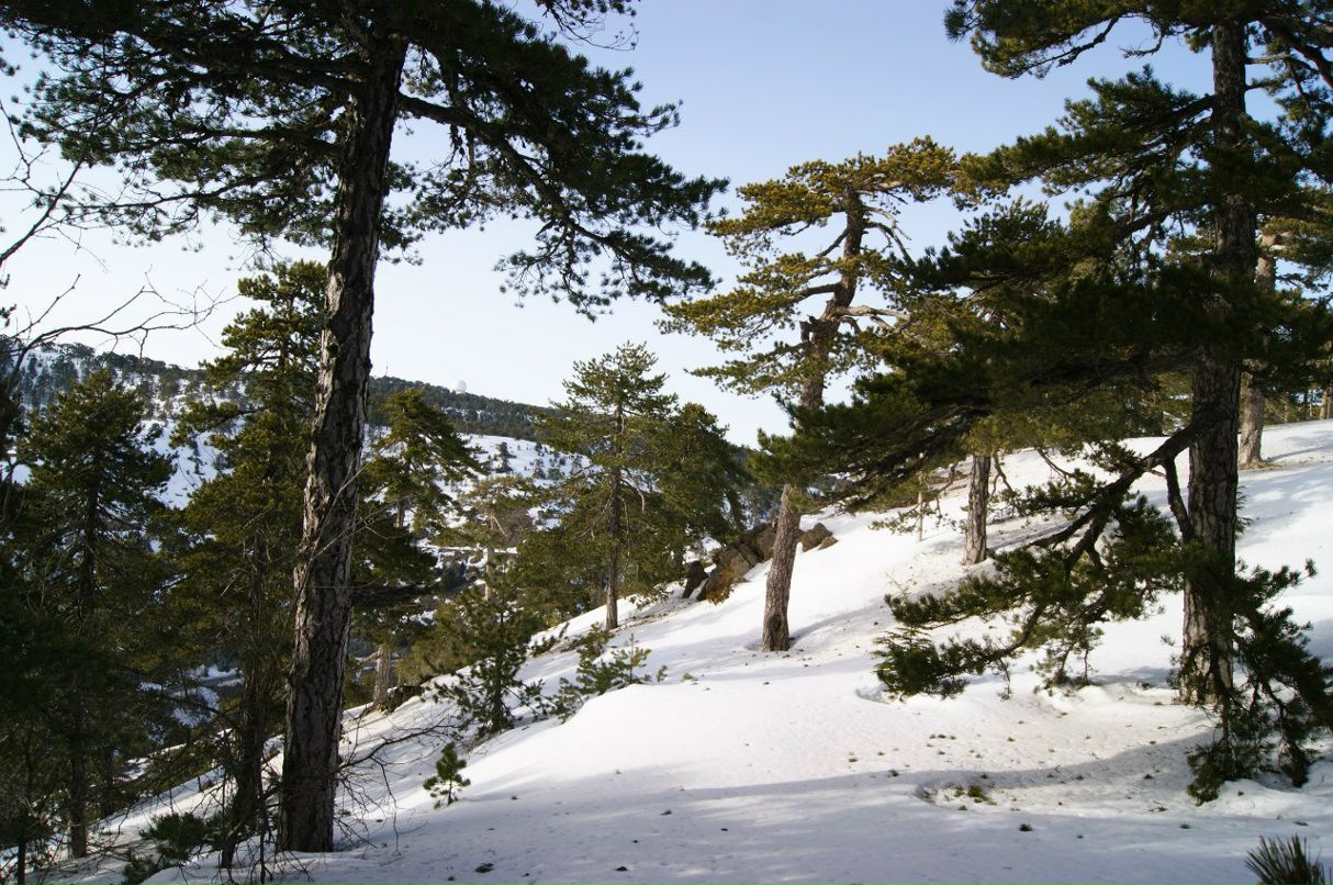 Анатолий Зырянов | Москва