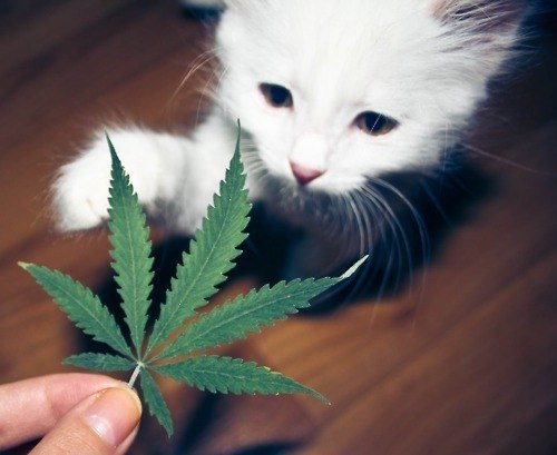 Ника Денисова | 