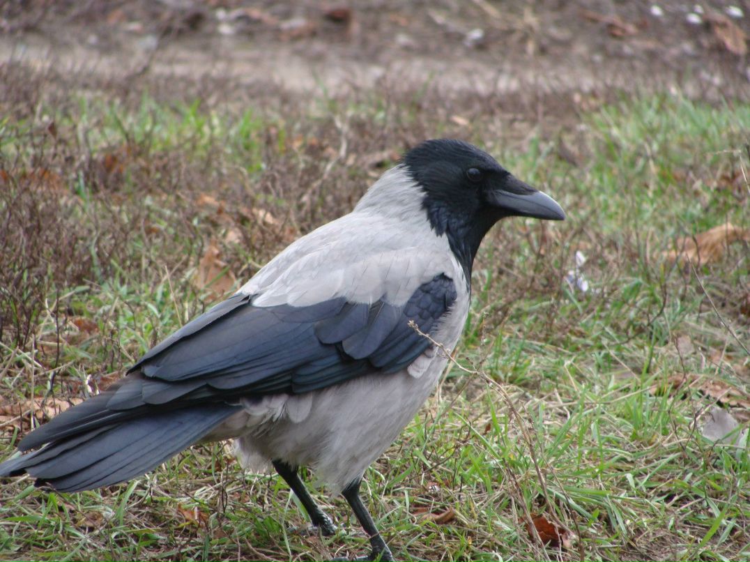 Андрей Пащенко | Харьков