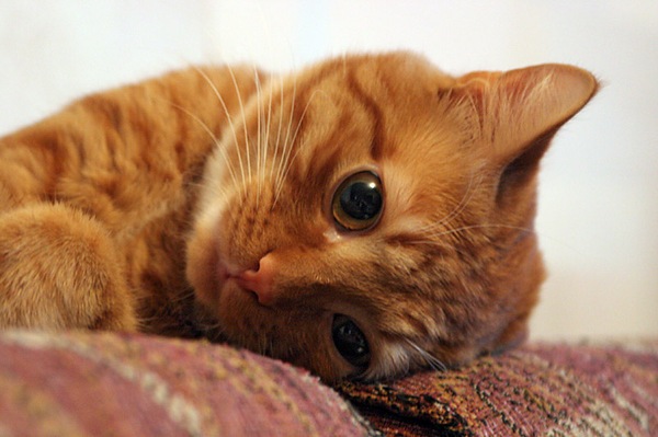 №3, Антон Шокут, Могилёв №3, Антон Шокут, Могилёв