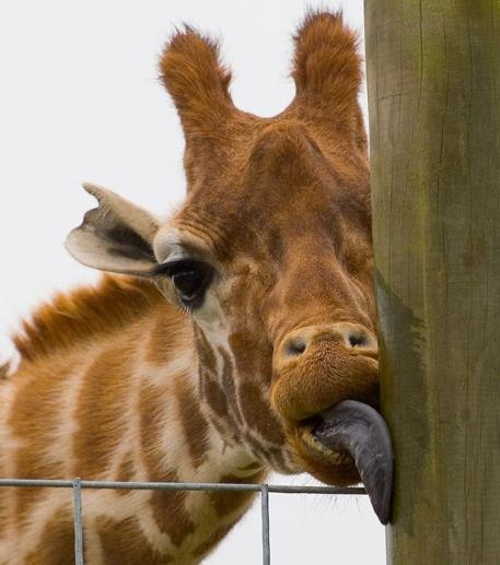 Лиза Огаркова головАкоробка | Минск