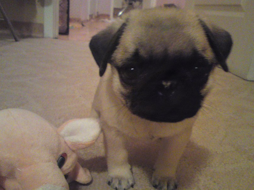 Анастасия Талисманова | Красноярск