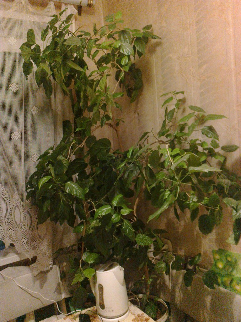 Серж Абросимов | Волгодонск