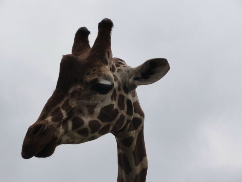 Наталья Гриценко такиБогиняужежена | Москва