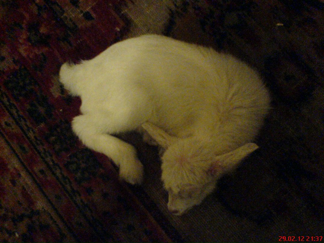 Анна Соляникова | Санкт-Петербург