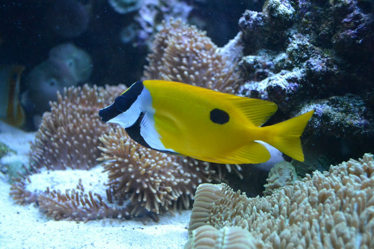 Nato Lashkhiya mandarina duck | Санкт-Петербург